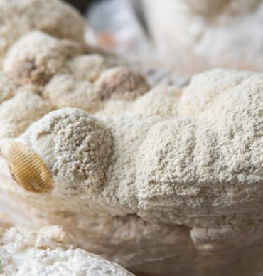 Calcium Stearate